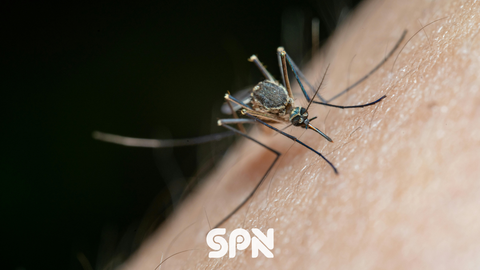 WEB - mosquitos